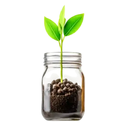 vecteezy_fresh-green-plant-growing-in-jar-with-soil-and-pebbles_56254616-min_11zon